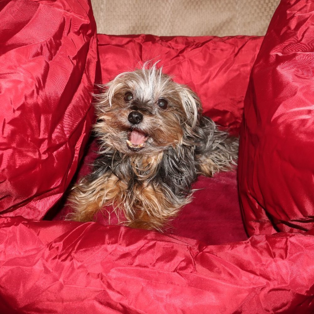 💥HP💥 Luxury small pet bed great for cat or small dog under 30lbs